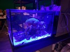 Fluval Evo 13 5 Gallon Saltwater Aquarium