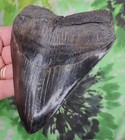 Megalodon Sharks Tooth 4 13 16  Inch Beauty No Restorations Fossil Sharks Teeth