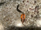 Vintage Wisconsin Lauby Fly Rod Fishing Lure Antique Tackle Box Bait Rare Size 
