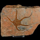 5 5  Brittlestar Ophiura Sp Starfish Fossil Ordovician Age Morocco Coa   Stand