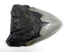 4 3 8     Inch Fossil Megalodon Prehistoric Shark Tooth Teeth Fossil Tooth