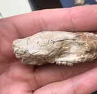 Fossil Squirrel Skull  Ischyromys  White River Badlands  Nebraska