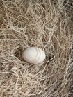 6   Silkie Chicken Hatching Eggs