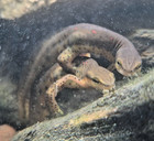 10  Pack Live Eastern Newt Adult -   notophthalmus Viridescens   - Free Shipping