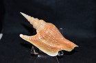Mirabilistrombus Listeri - 119 3mm - Sold As Is -dredged Gulf Of Siam - Last One