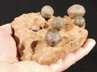 Six  Moqui Marbles On An Eroded Natural Navajo Sandstone Formation Utah 561gr