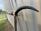 Mounted Steer Horns  6 Feet Longhorn Polished Mount Bull Cow
