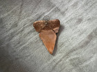 Great White Shark Tooth Fossil Sharks Teeth Fossils