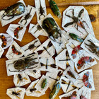 Assorted Bugs And Beetles  Lot Of 5  Cool Insect Species From Around The World 