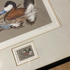 1981 Federal Duck Stamp Print By John S  Wilson  Ruddy Ducks  See Photos