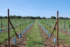 Blue-x 48    Tree Grow Tubes Tree Shelters For Trees  Vines  Shrubs Box Of 100
