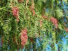 Schinus Molle Terebinthifolia Seeds Brazilian Peruvian Peppertree America Pepper