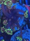 Wysiwyg Live Coral Frag   hollywood Nights  Goniopora Frag  2