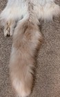 Rare Ranch White Diamond Fox Hide Pelt Freshly Tanned  Luxurious Fur 2 Legs