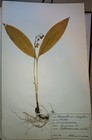 Antique Finnish Swedish Herbarium Botanical Pressed Plant Specimens Scrapbook