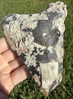 Xl 5 14    Nc Ledge Megalodon Shark Tooth Fossil Shark Teeth With Coral Growth