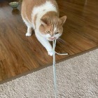 Coolcybercats Fun Cat Kitten Toy Wood Wand W  Buffalo Leather String Catcher