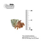 Little Critterz Multicolor Crab  hermit  Reptile - Miniature Porcelain Figurine