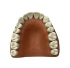 Typodont Teeth For Acadental Modupro  select     10 Pcs 