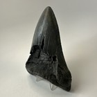 Megalodon Shark Tooth 5 54 Inch - Huge - Authentic Fossil - Natural - Real 19368
