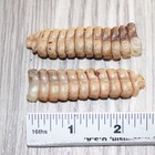2 Extra Large Rattlesnake Rattles   767b    Taxidermy Diamondback Sidewinder