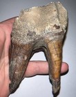 Huge Ice Age Fossil Coelodonta Upper Molar Tooth 3 74 Inches 