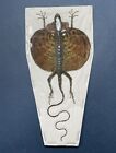 Real Red Draco Flying Lizard Draco Haematopogon Taxidermy Indonesian Specimen