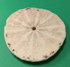 Vintage Natural Ocean Seashell Sand Dollar 2 5 
