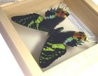 Real Mounted Frame Butterfly - Chrysiridia Rhipheus  Madagascan Sunset Moth