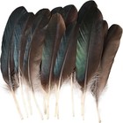 Long Pheasant Feathers 8-10 Inch 12 Pack For Crafts And Floral Arrangements