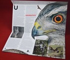 Royal Mail Stamps Presentation Pack Birds Of Prey 2019 Gb  Free Postage Mint        
