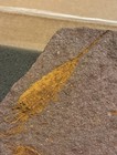 Rare Large Ascocystites Eocrinoid Fossil Plate Ordovician Morocco 30cm