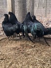 10   Fertile Rare Black Sumatra Hatching Eggs