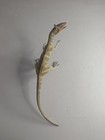 Cryolophosaurus Carnegie Collection Safari Dinosaur Model 2010 Rare