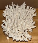 White Coral Branch Cluster Ocean Reef 10  X 7  Aquarium Decor