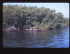 Vintage 35mm Photo Slide 1978 Lot Of 25 Florida Everglades Beach Mangroves