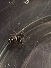 8 Jumping Spiders