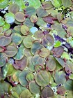 Live Red Root Floaters  Aquarium Plant For Freshwater Tropical Tanks Beginner