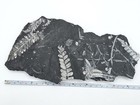 Fern Plant Fossil - Museum Quality Saint Clair Pennsylvania Pa Mine