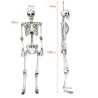 5 4ft Halloween Skeleton Life Size Realistic Full Body Hanging W  Movable Joints