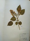 Antique Finnish Herbarium Botanical Pressed Plant Specimens Scrapbook Old Seeds