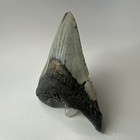 Megalodon Shark Tooth 4 87 Inch - Natural - Real Fossil - Carolina Teeth 20272