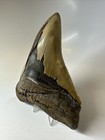 Megalodon Shark Tooth 5 75 Inch - Large - Serrated Fossil - Authentic 16798