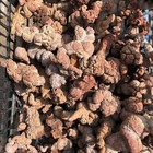 5kg Rare  Coprolite Dung Poop Rough Mineral Specimen Madagascar