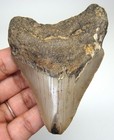 Megalodon Shark Tooth Real Fossil 3 33 Inches -  Shark Teeth - No Restorations