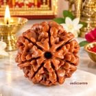 7 Mukhi Rudraksha Beads Seven Face Rudraksh Nepal Origin A  Quality 100  Real