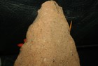 Unique And Rare Oldowan Tanzania Handaxe 1-1 5 Million Homo Erectus