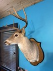 Shoulder Mount Of A Whitetail Deer  Specifically A Typical 8-point Buck