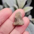Petoskey Stone Polished Specimens From Michigan  1 To 3 Grams 