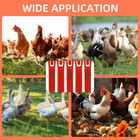 Numbered Chick Leg Bands 100pcs Poultry Leg Bands Identification Chicken Leg    